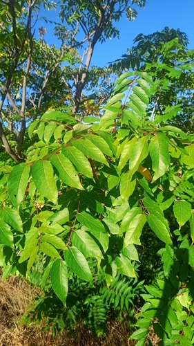 tree-of-heaven