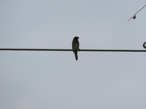 Scaly-breasted Munia