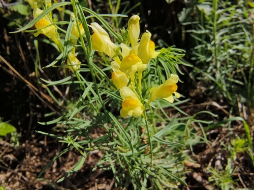 common toadflax