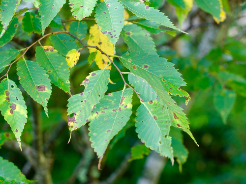 Zelkova serrata