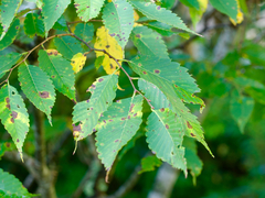 Zelkova serrata