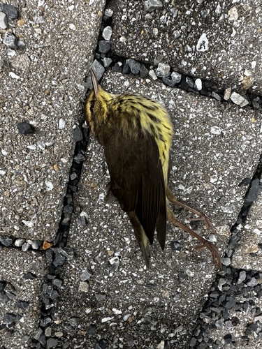 Northern Waterthrush