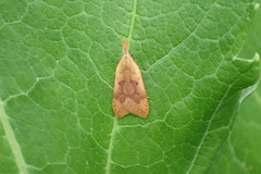 Dichomeris derasella