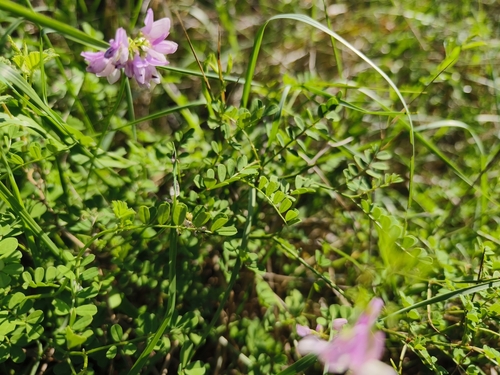 purple crownvetch