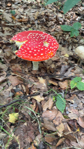 Fly Agaric