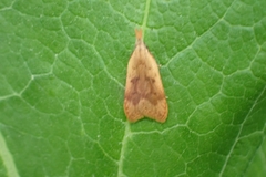 Dichomeris derasella