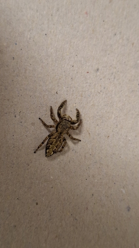 Fencepost jumping spider