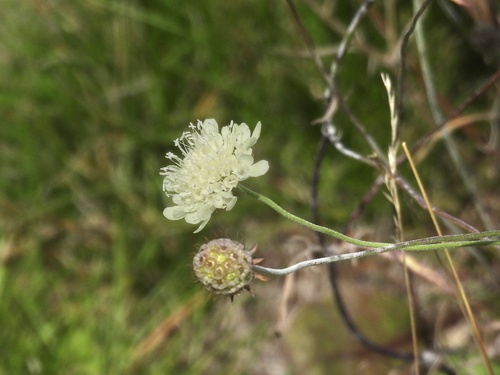 Cream Scabious