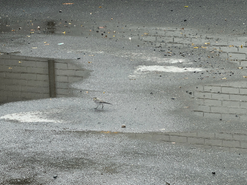 White Wagtail