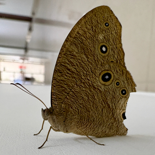 Common Evening Brown