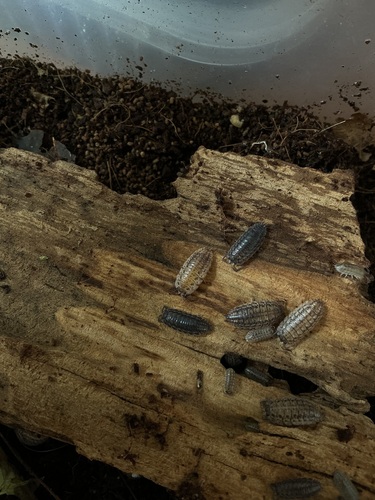Rathke's Woodlouse