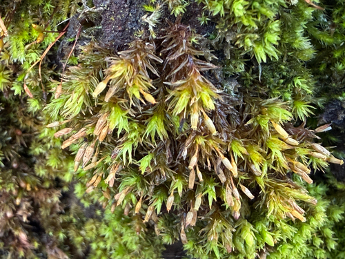 Lewinskya speciosa observed 2026-09-21
