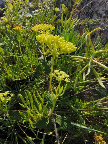 rock samphire