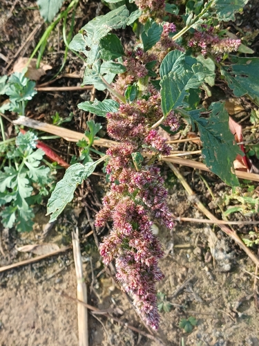 Redroot Amaranth
