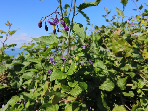 bittersweet nightshade