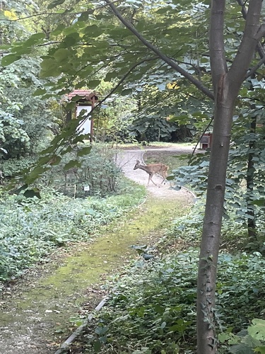 Western Roe Deer