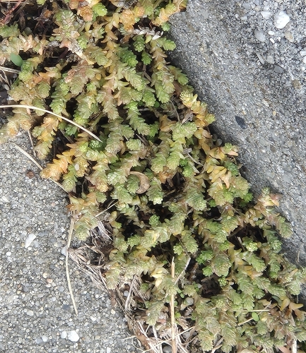 Biting Stonecrop