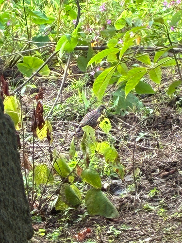 Spotted Dove