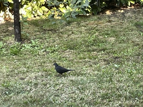 Eurasian Blackbird