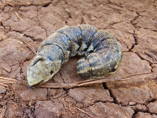 Convolvulus Hawkmoth