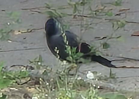 Eurasian Jackdaw