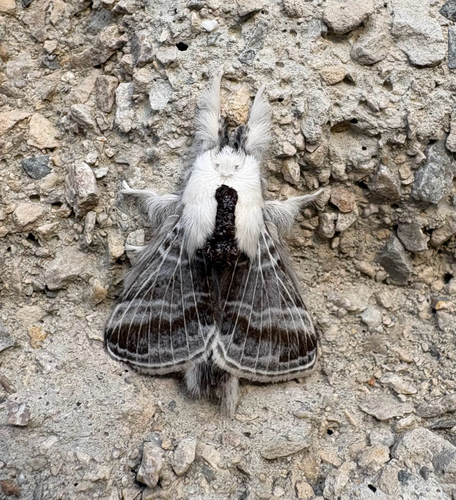 Large Tolype Moth