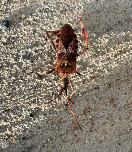 Western Conifer Seed Bug