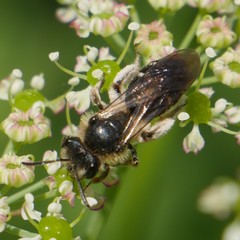 Andrena proxima