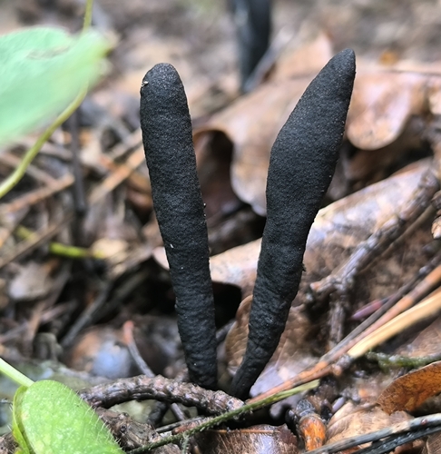 Dead Moll's Fingers
