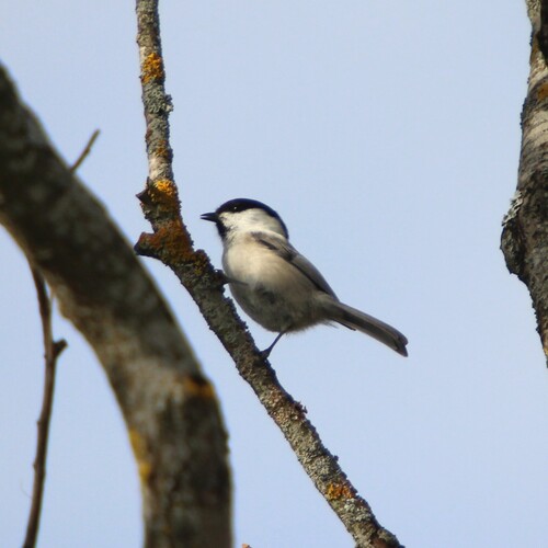 Willow Tit