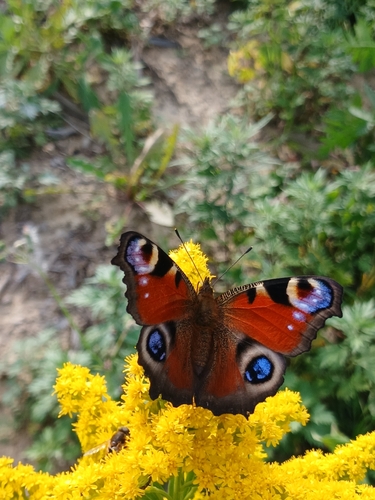 European Peacock Butterfly