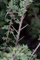 Dillwynia ramosissima