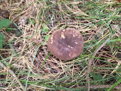 Bay Bolete