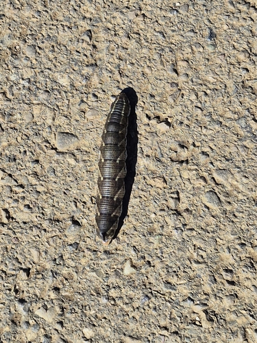 Convolvulus Hawkmoth