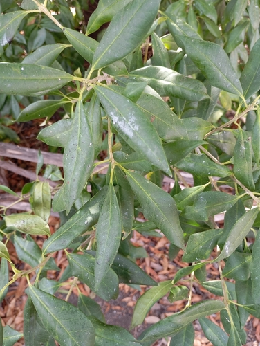 Canary Islands olive