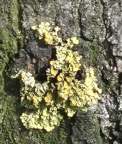 Common Sunburst Lichen