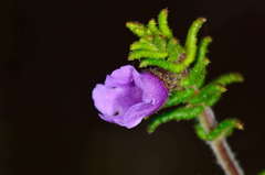 Prostanthera decussata