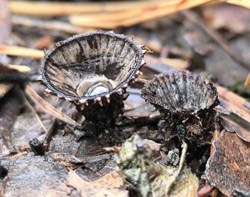 fluted bird's nest fungus