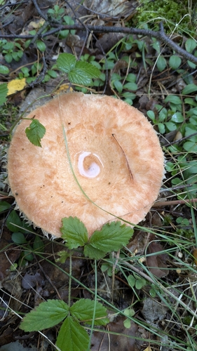 Woolly Milkcap