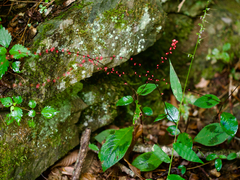 Persicaria filiformis, photograph (c) りなべる, some rights reserved (CC BY)
