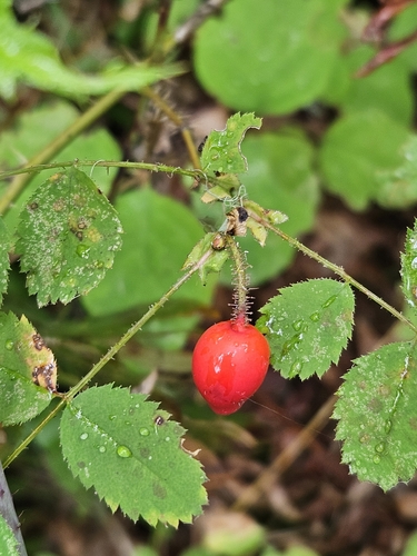 Rosa gymnocarpa