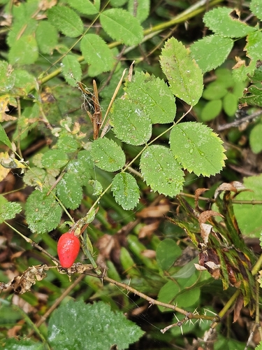 Rosa gymnocarpa, photograph 2