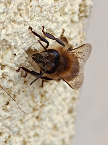 Western Honey Bee