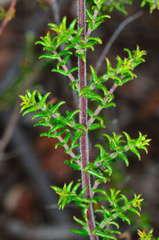 Prostanthera decussata