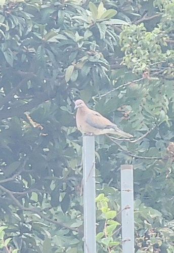 Laughing Dove