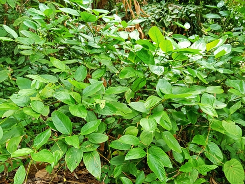 Donax canniformis observed 2026-09-23