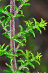 Prostanthera decussata