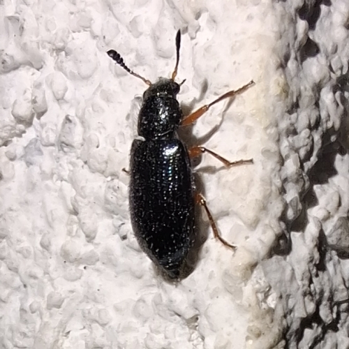 Red-legged Ham Beetle