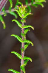 Prostanthera decussata