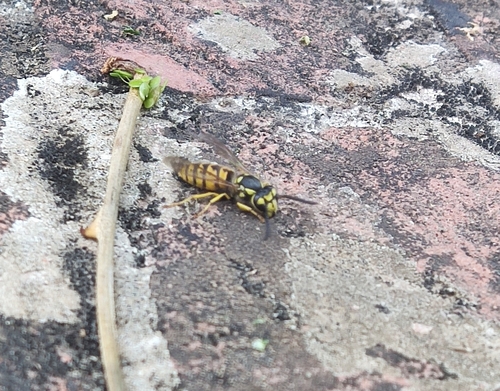 German Yellowjacket